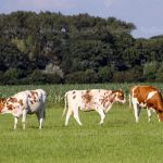 Young white and brown cows on farmland